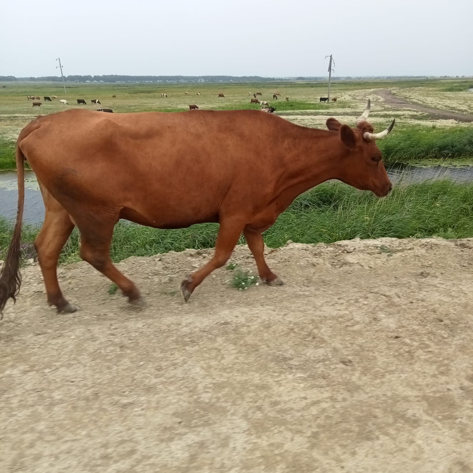 Продам корову очень хорошая