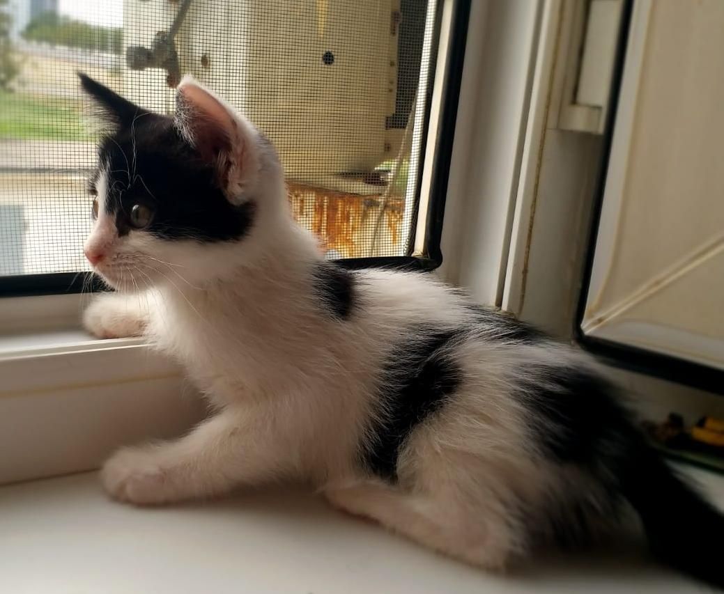 Котёнок отдам в добрые руки