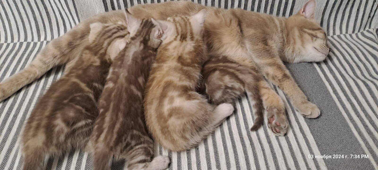 Вязка. Кот. Скоттиш фолд.