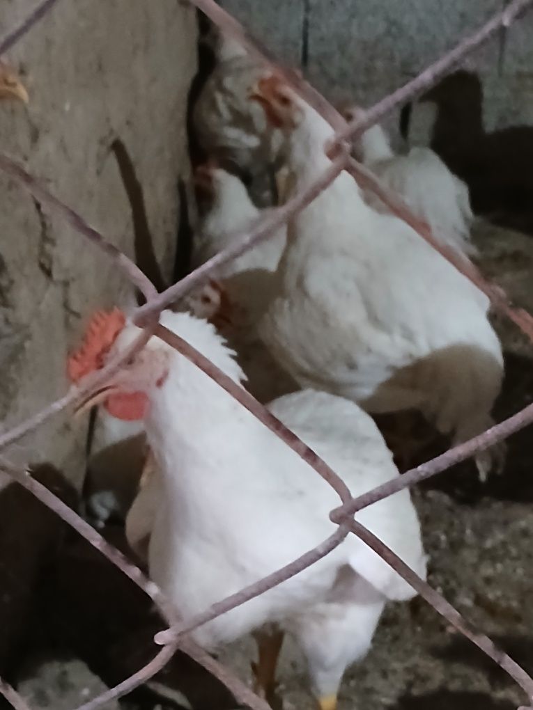 Продажа бройлеров