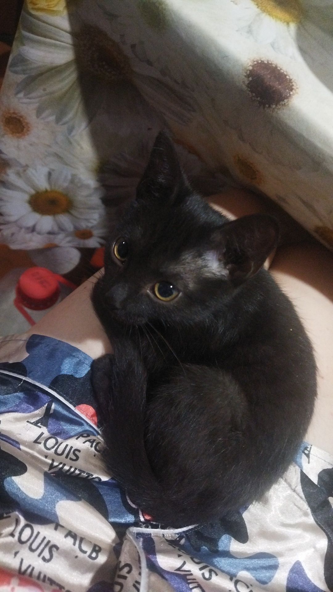 Отдается кошечка