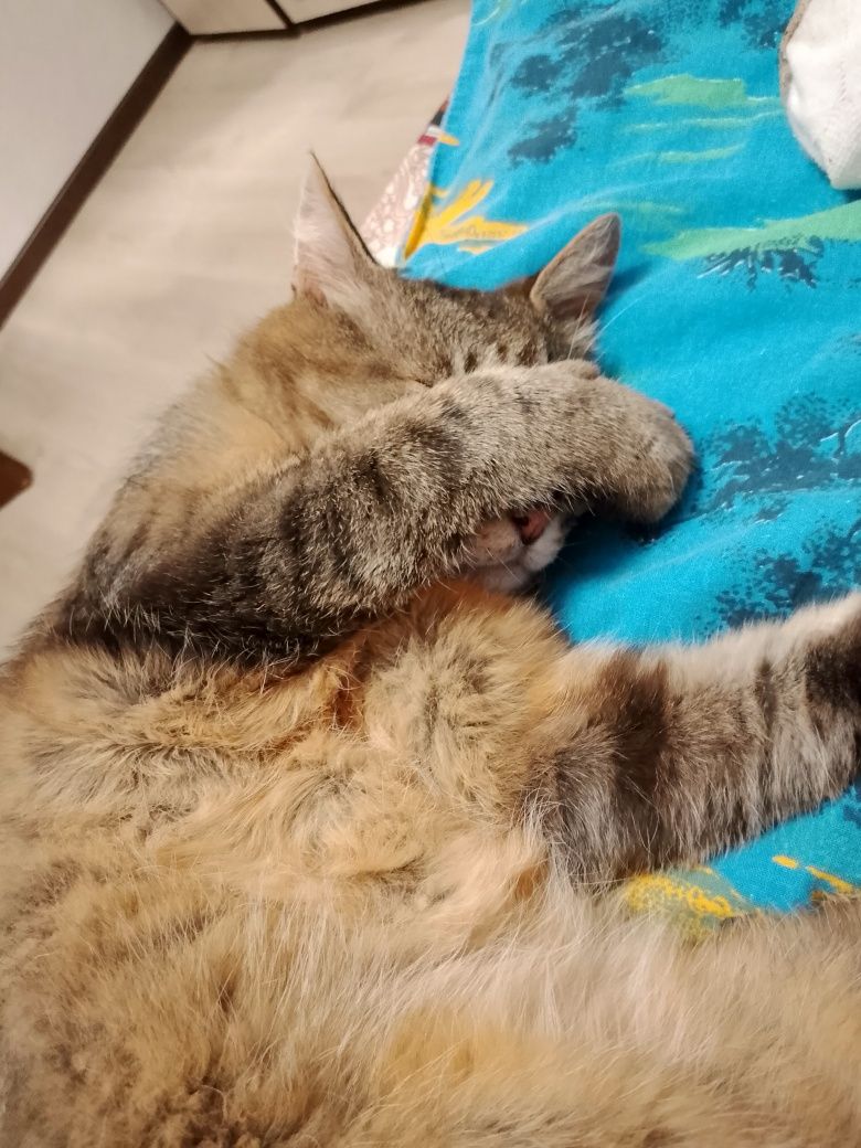 Кот в добрые руки