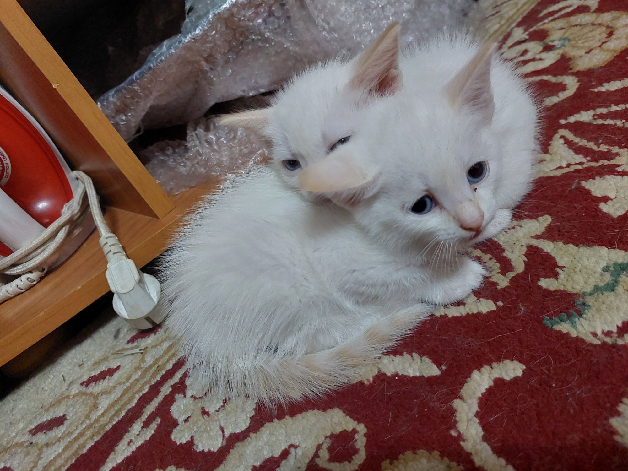 Кошки отдам даром
