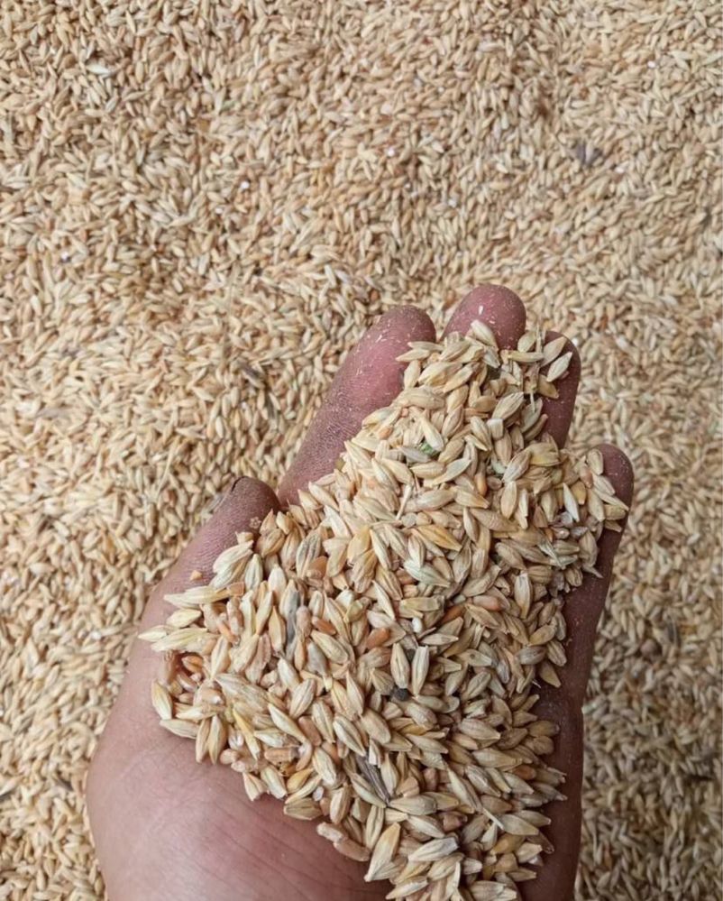 Продам ячмень сухой чистый 2 сорт