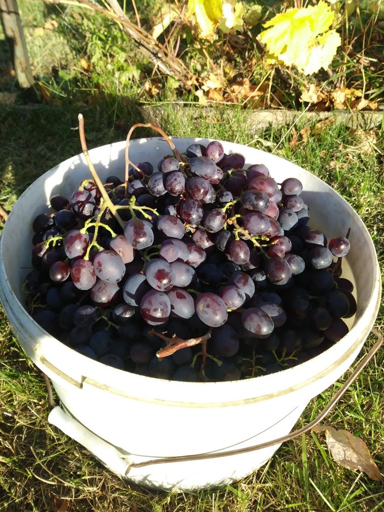 Продам саженцы культурного винограда