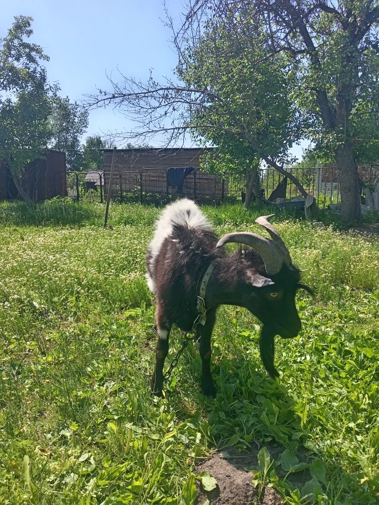 Козёл альпийский