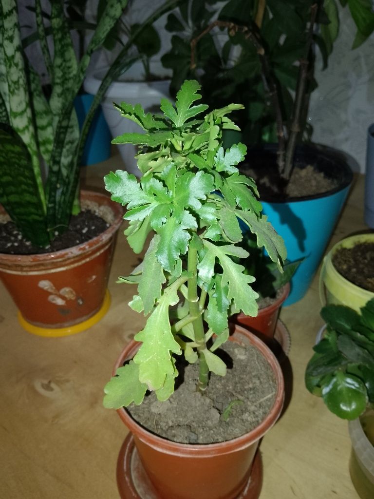 Цветы разные по низкой цене