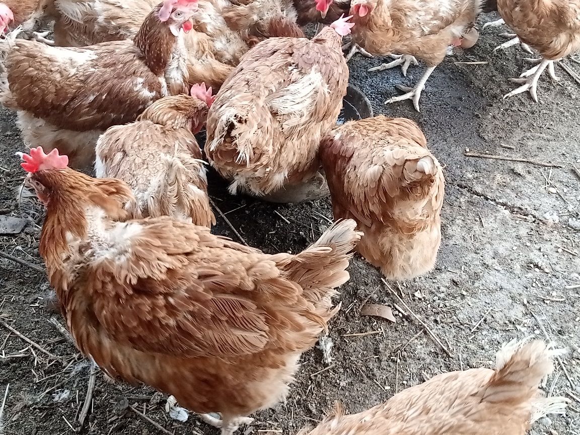 Продам кур Ломан Браун