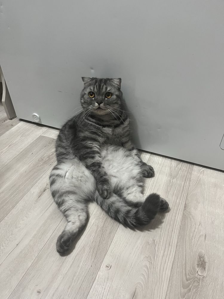 Отдаем кота строго в хорошие руки!