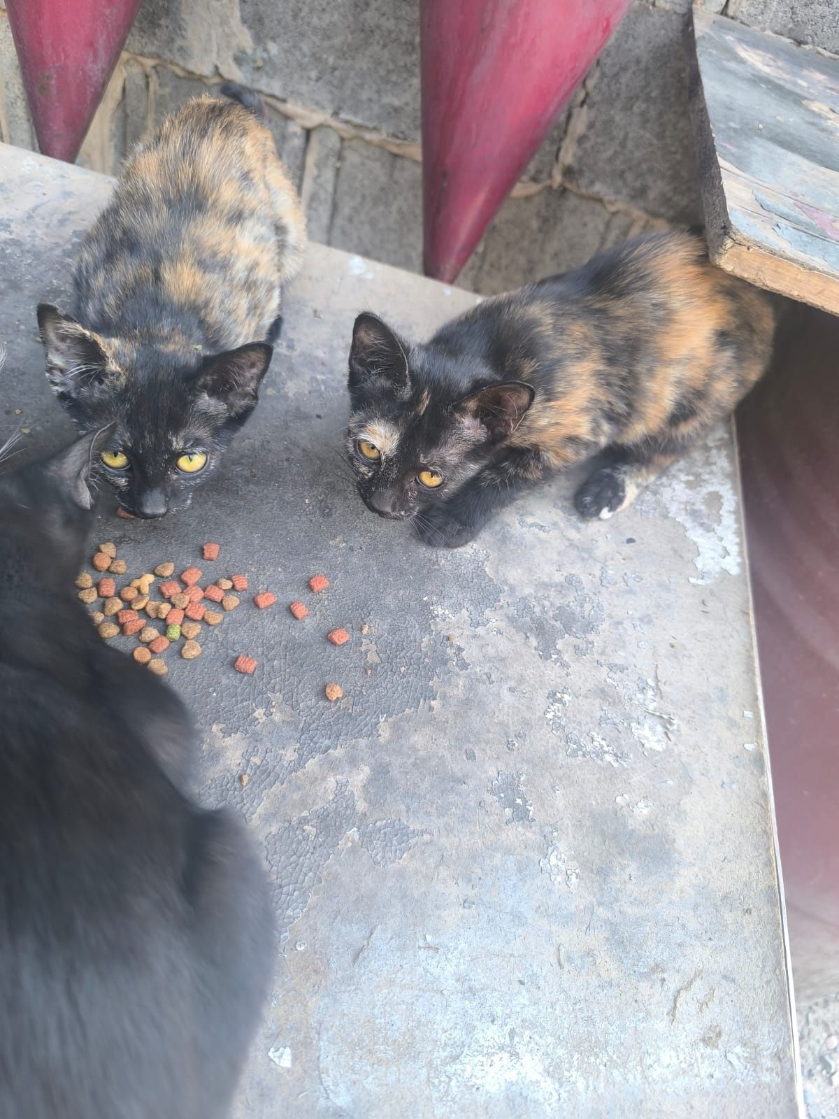 Котята в добрые руки!! 3 месяца. Очень красивые!