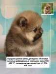 Продам щенков шпиц