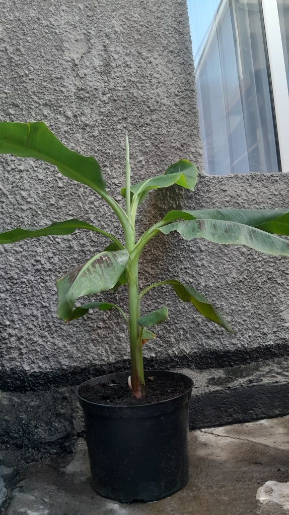 Продам саженцы банана