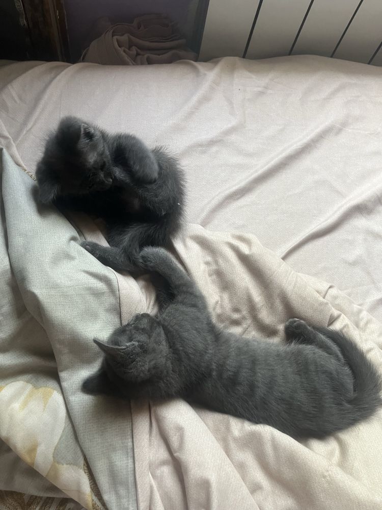 Отдаем котят в добрые руки