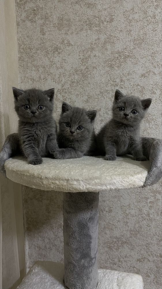 Британские котята