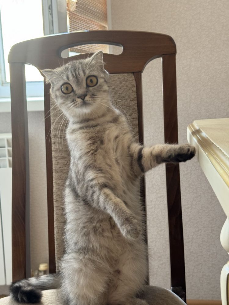 Кошка продается срочно