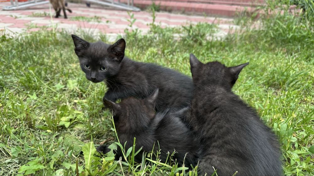 Котята ищут любящих хозяев