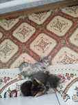 отдам котят 1 мальчик, 2 девочки