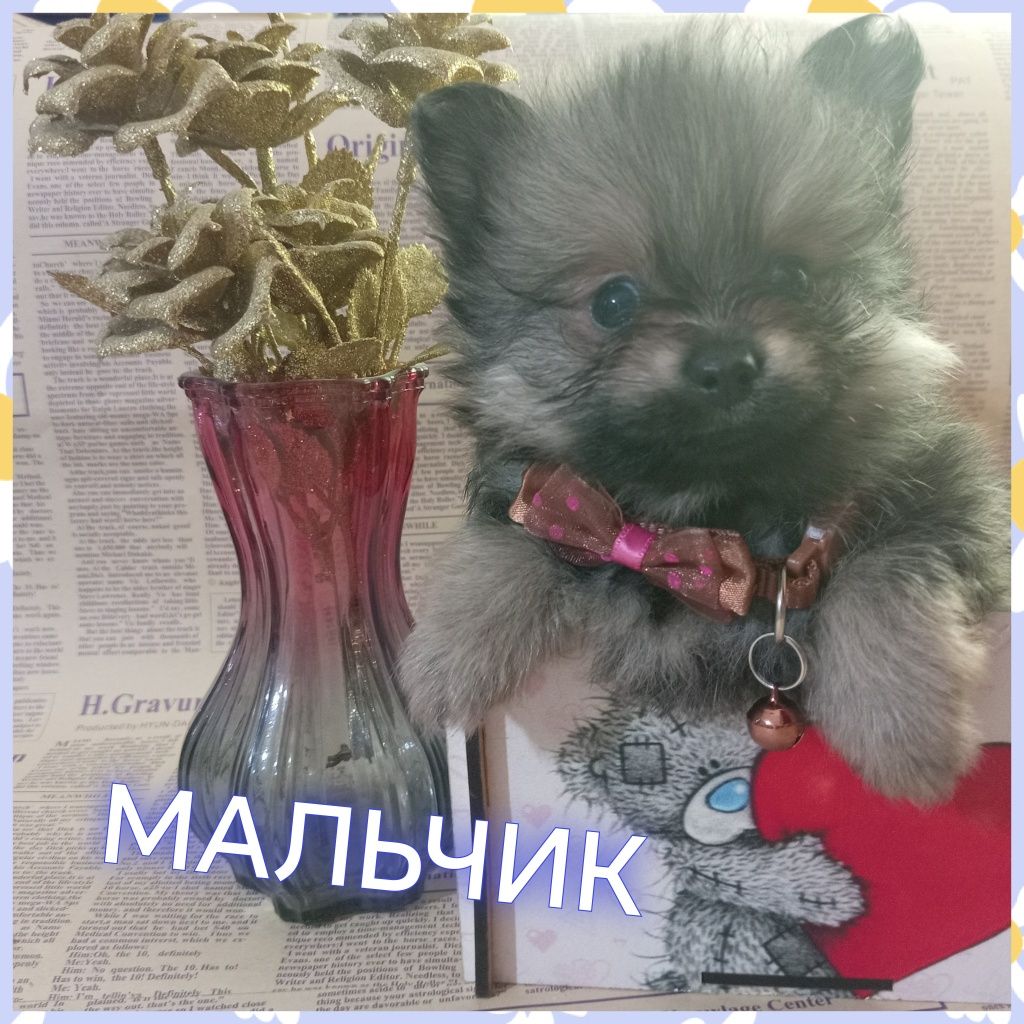 Продажа шикарных щенят померанского шпица миники!!! 
Тип "Мишка"
Малыш