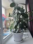 Комнатные цветы живые