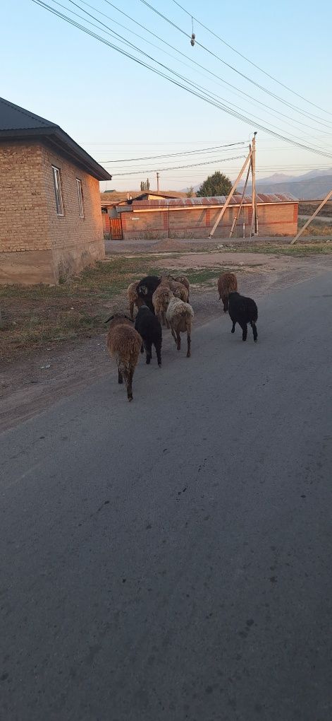 Продам    бараны