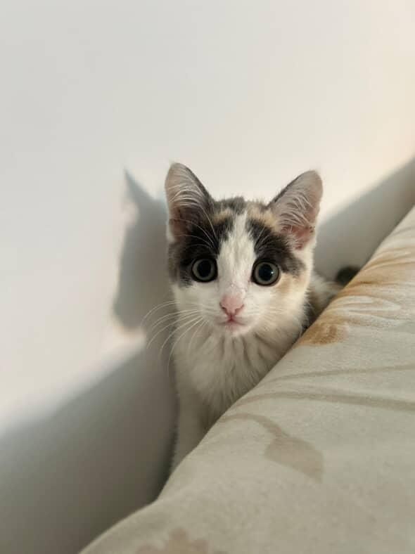 Отдам котенка, в хорошие и добрые руки!!