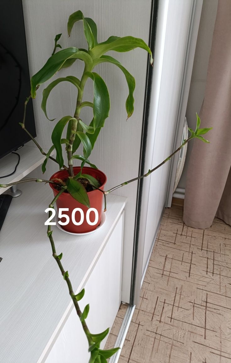 Продам комнатные цветы, есть большие