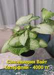 Сингониум- комнатные растения