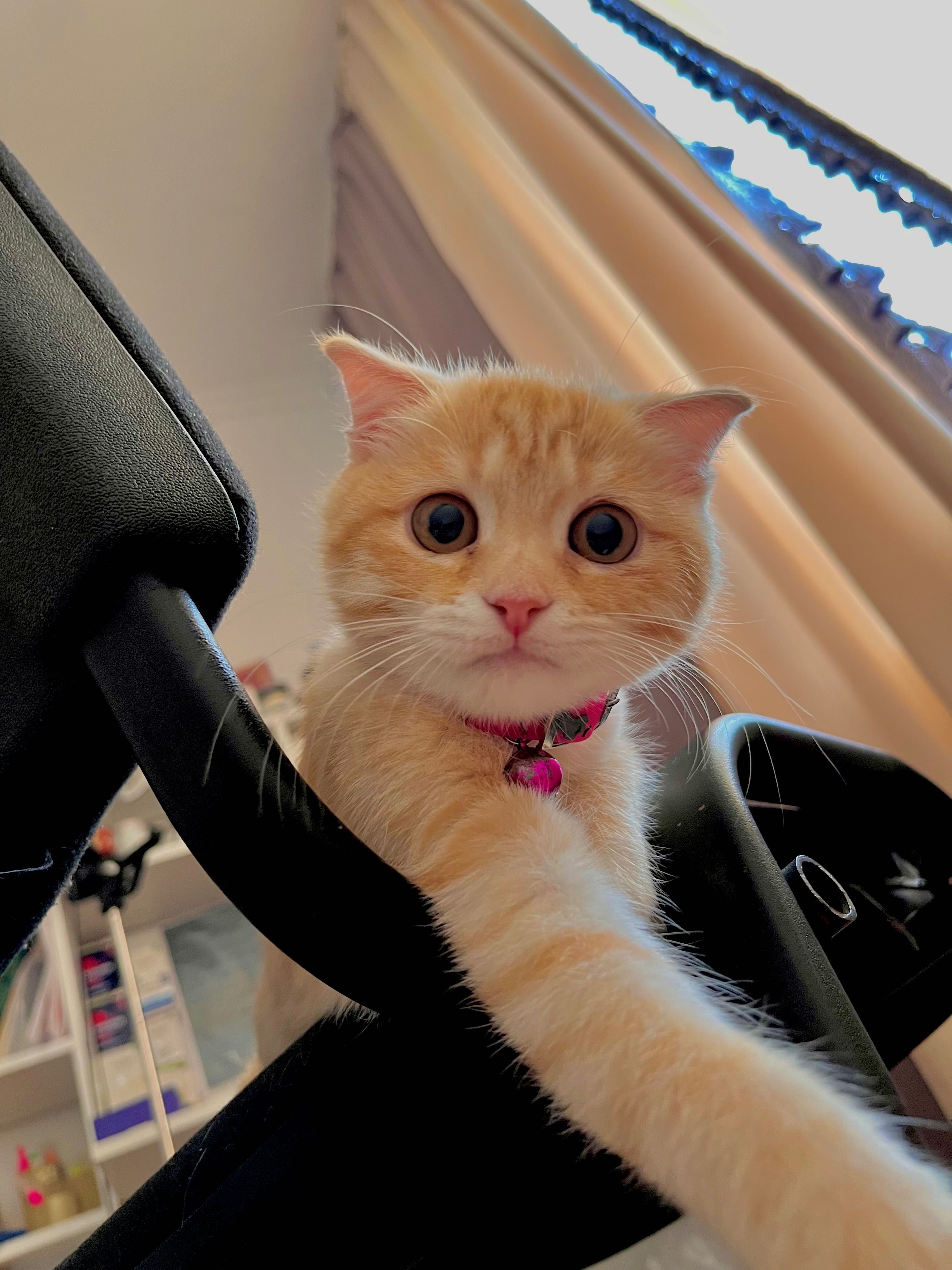 Продается шотладская кошка