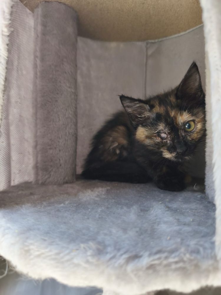 Котенок - девочка, 2 месяца