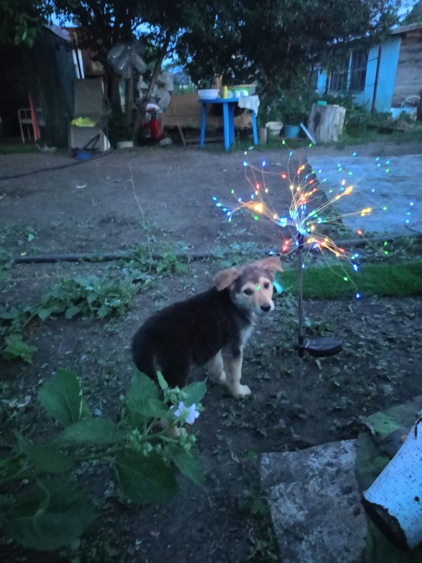 Отдам в добрые руки