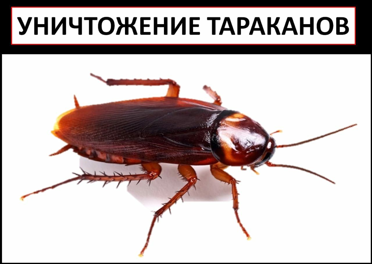 Дезинфекция Семей,уничтожение паразитов,тараканы,клопы,есть лицензия
