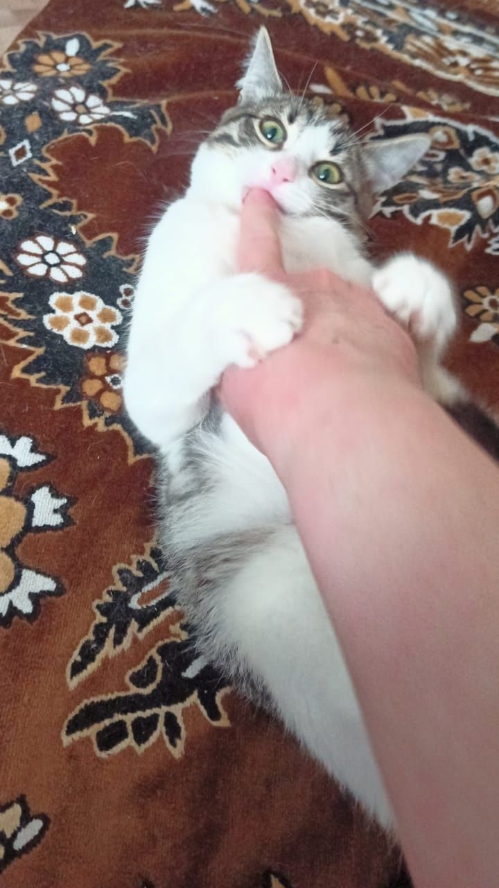 Шустрый котик Кузя  7 мес ищет дом