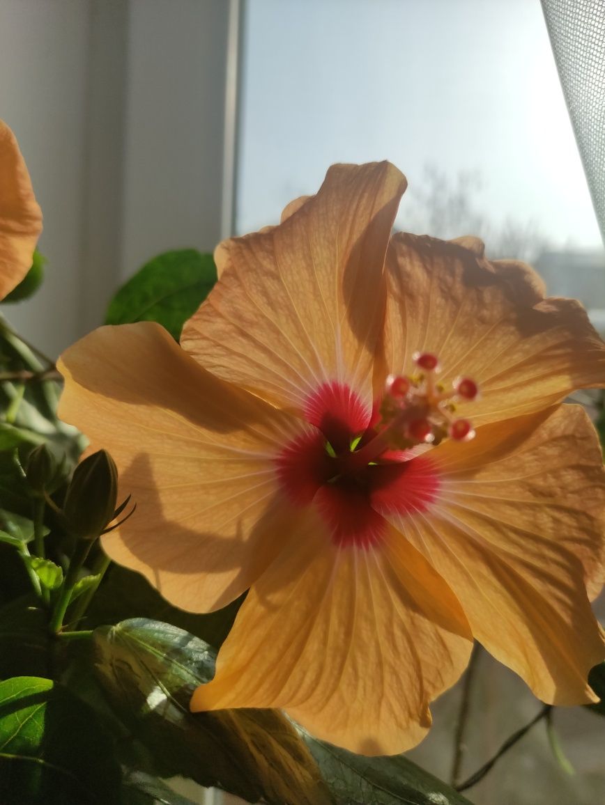 Гибискус сорт Киото желтый (Hibiscus Kyoto Yellow).