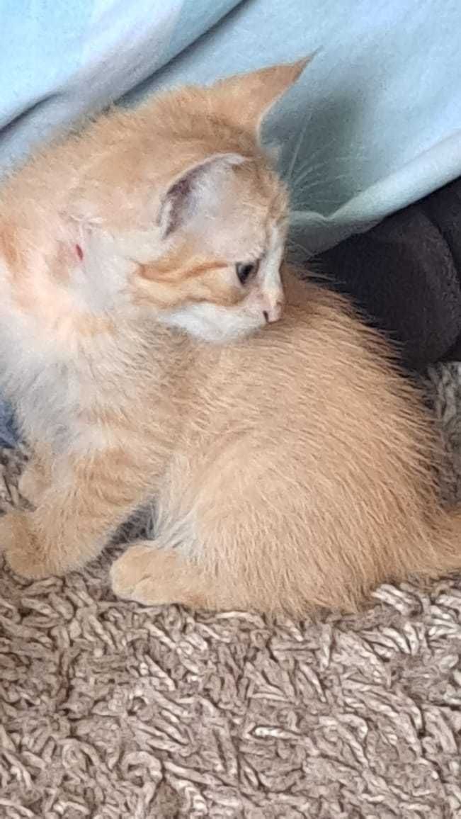 Бесплатно котята