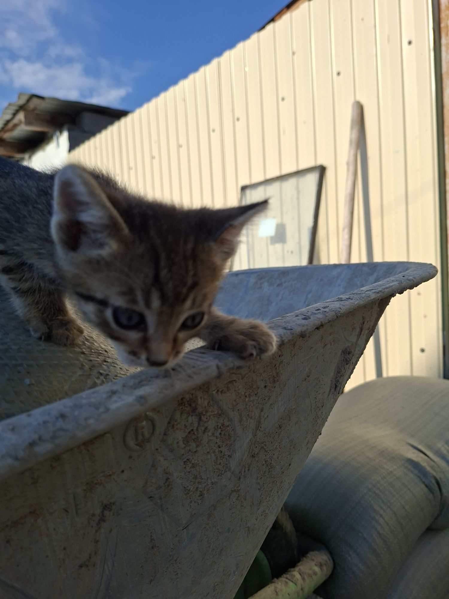 Отдам котят в добрые руки