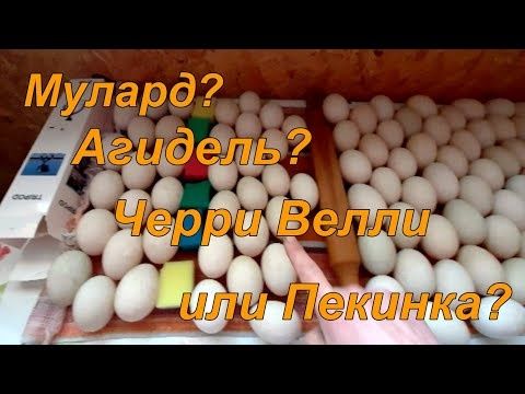 Гусиное инкубационное яйцо большой ассортимент