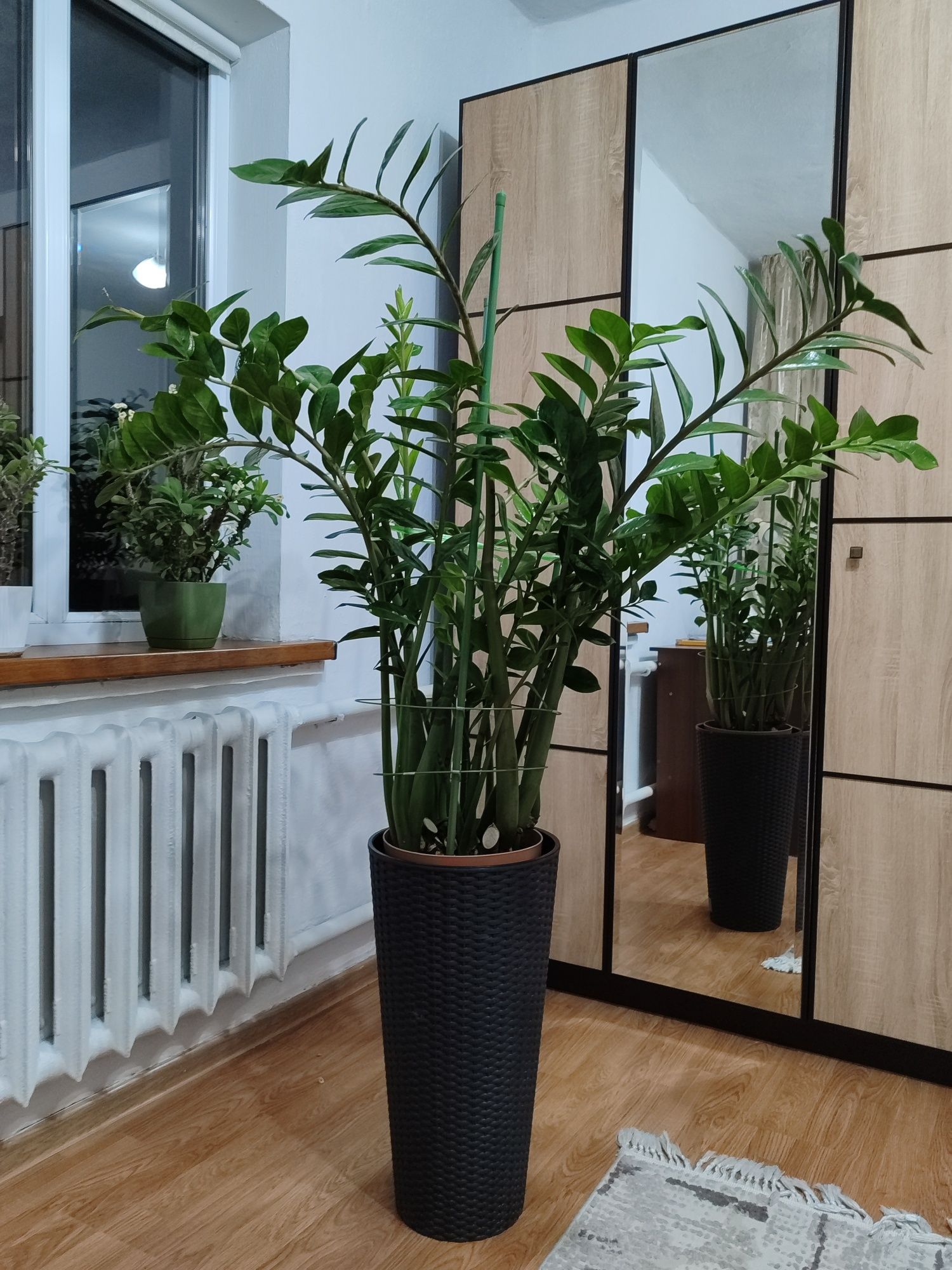 Домашние красивые и большие  комнатные цветы