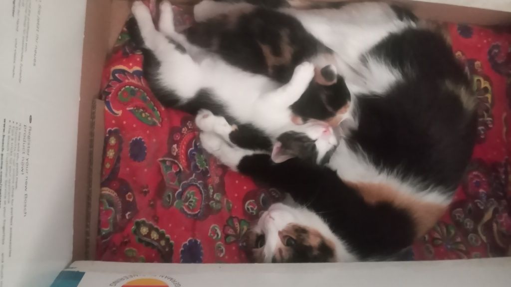 Котята породистые