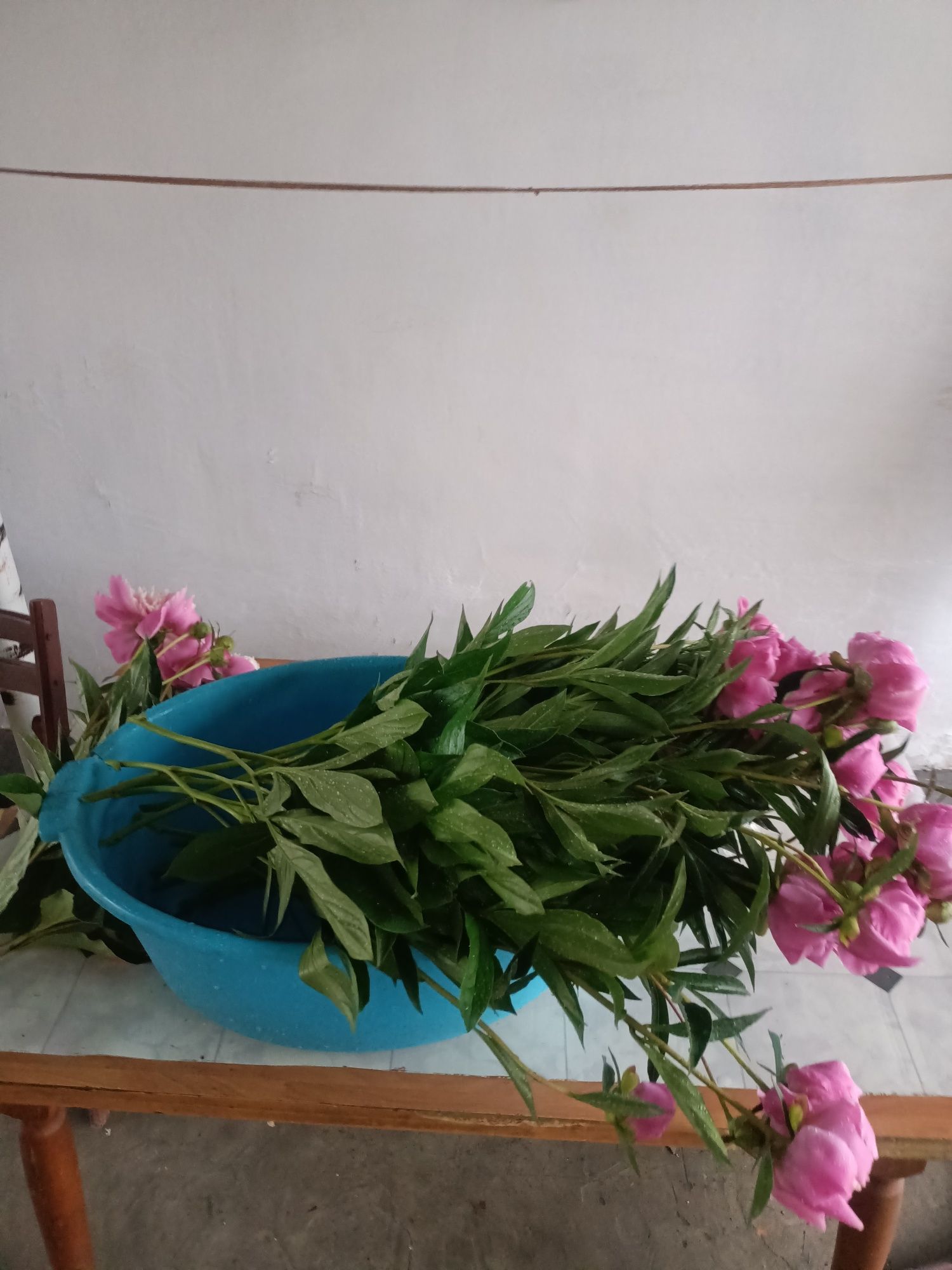Продаю молодые Кустики и Огромными Кусты пионов многолетние растения .