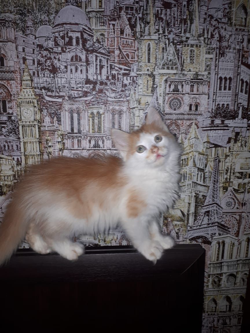 Котята Котик Малыш