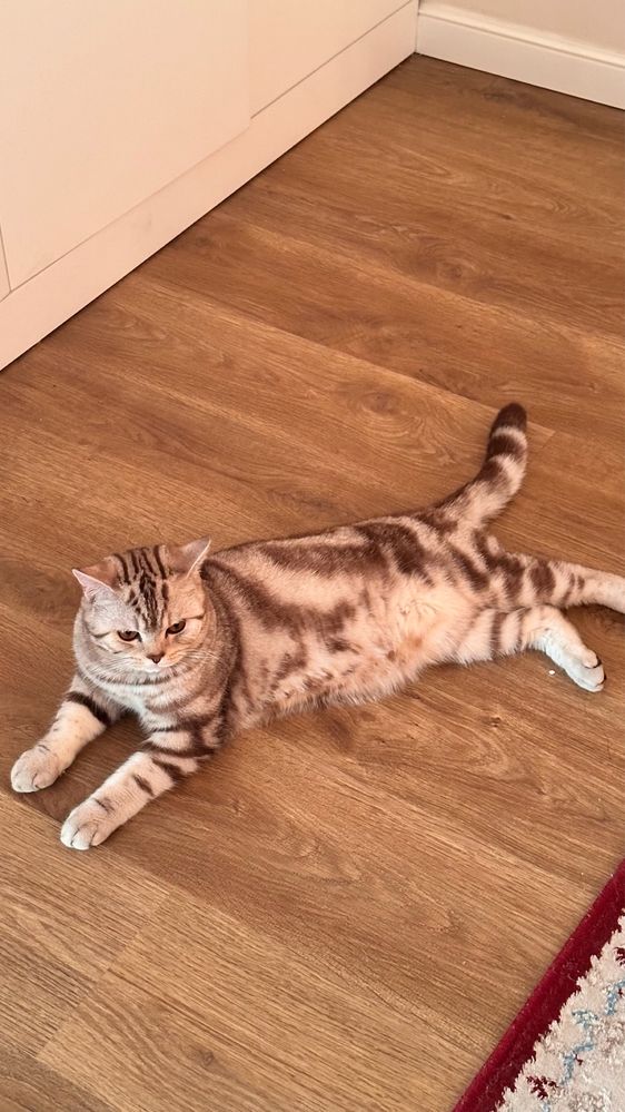 Вязка кота