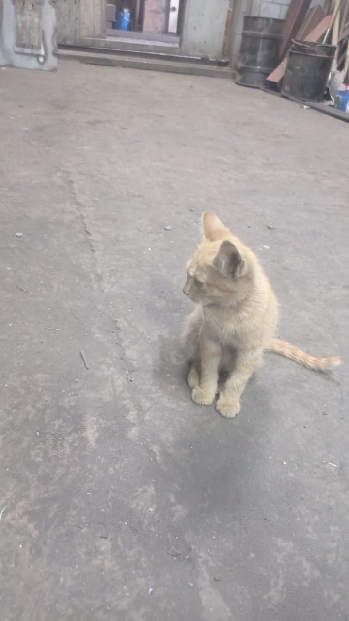 Подарим милых котят