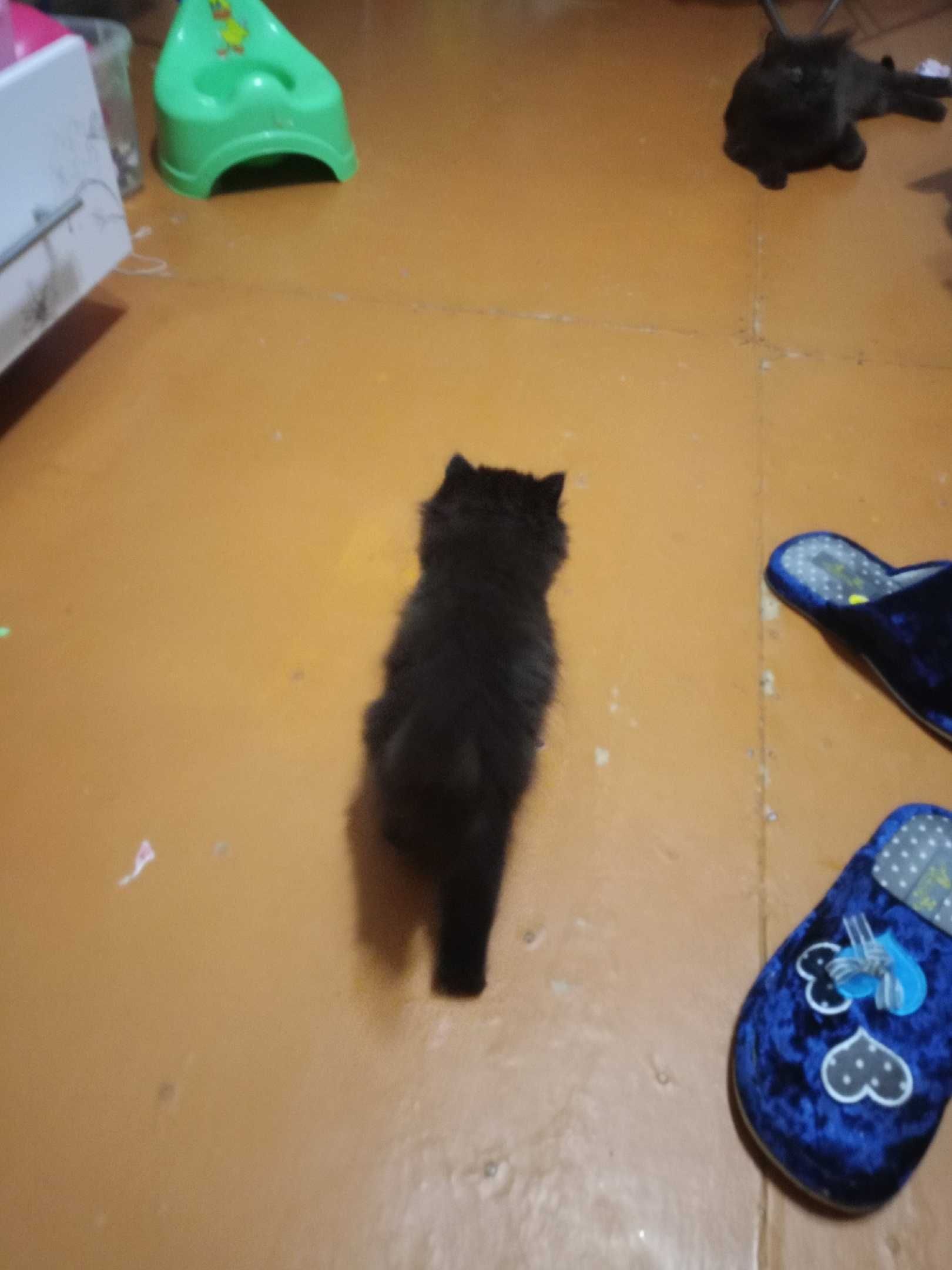 отдам котят смесь сиамский и британской