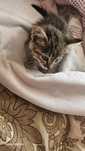 Отдам даром котенка