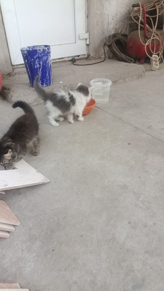 Отдам котят бесплатно
