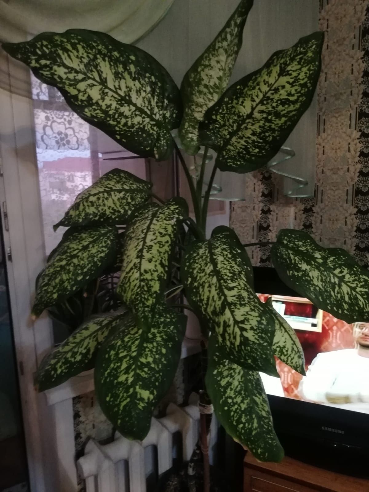 Диффенбахия 150 см продам