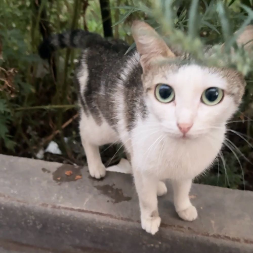 Котенок, кошечка ищет дом