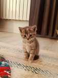 Шотладские котята