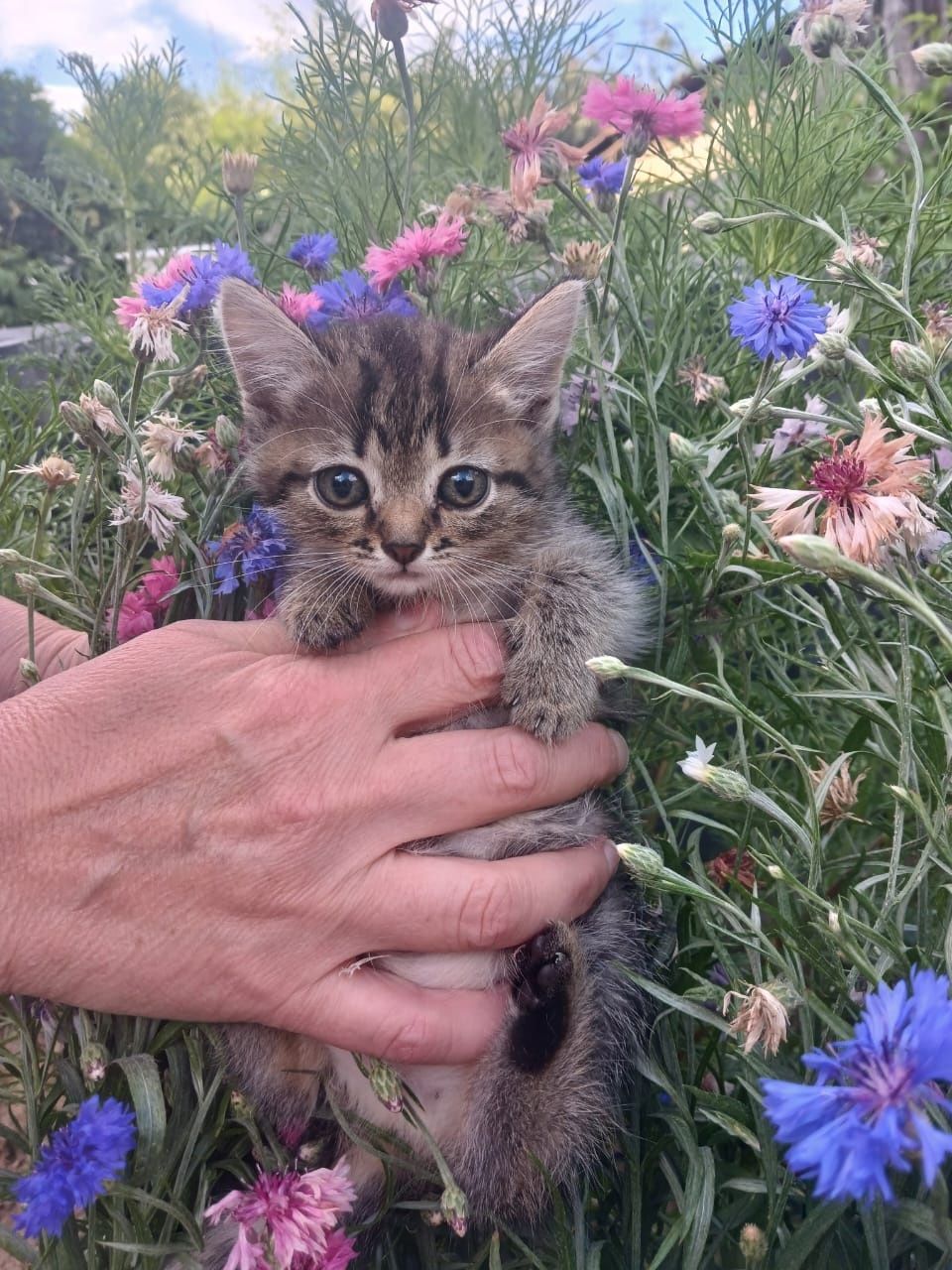 Отдам котят в хорошие руки