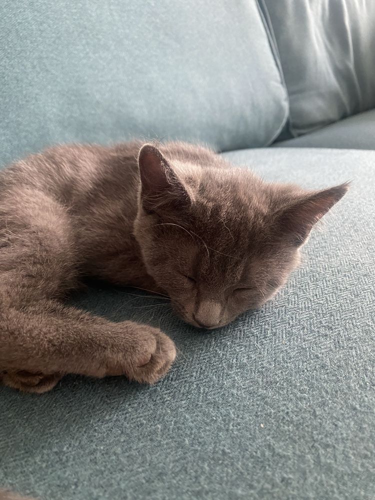 Отдам котенка в добрые руки. Кошка. Котенок